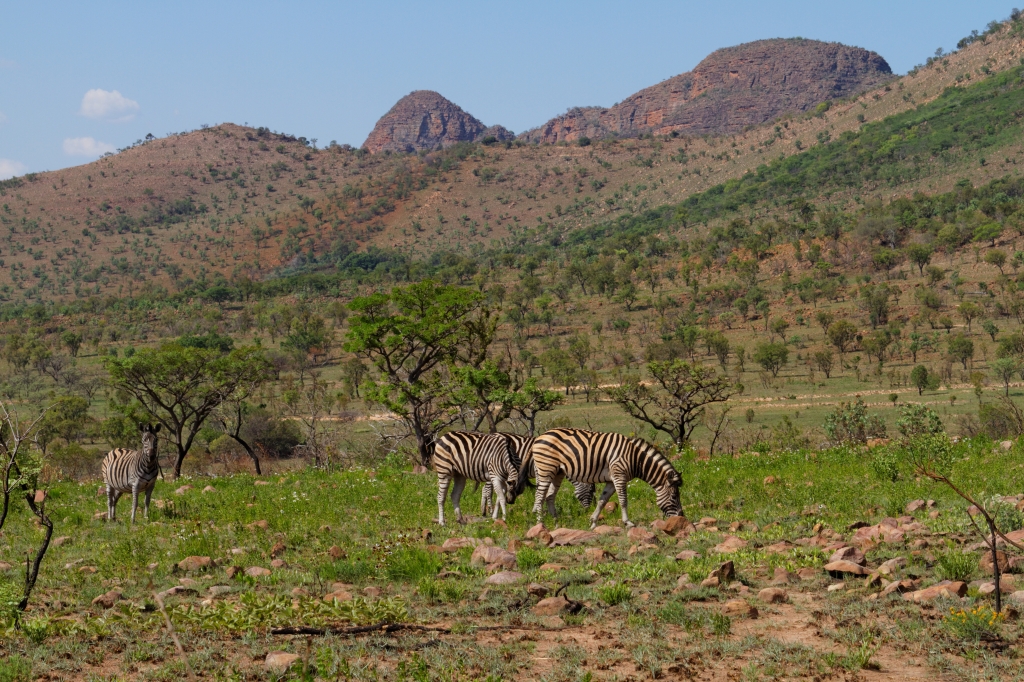 10 - Marakele NP (5).jpg